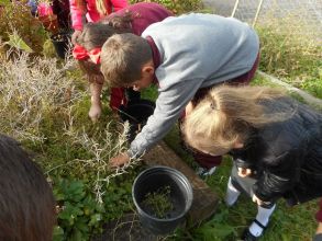 School Garden